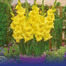 8718641970386 1 Glamini Silvia.jpg